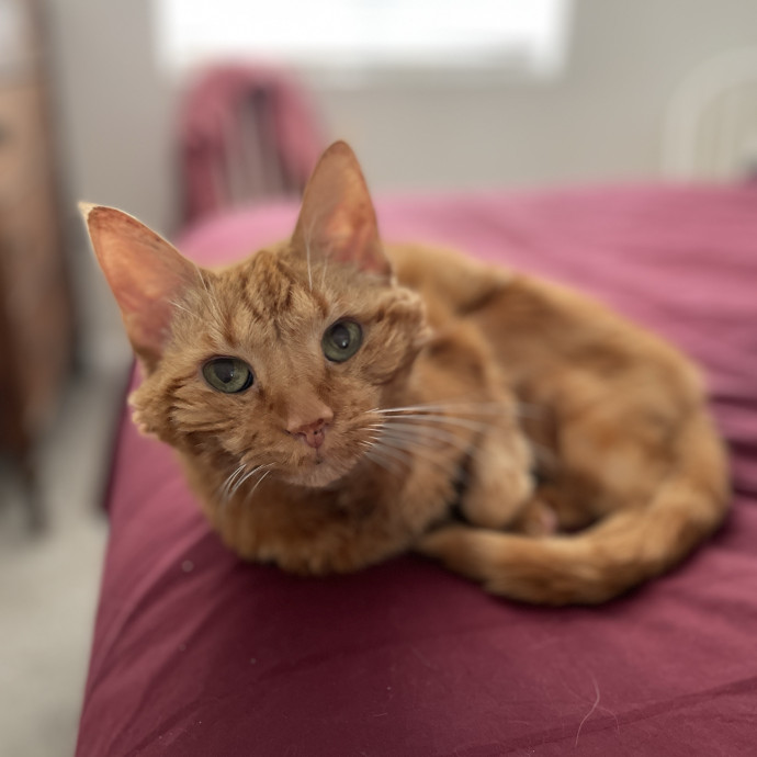 Cat Mother And Your Pet Sitter