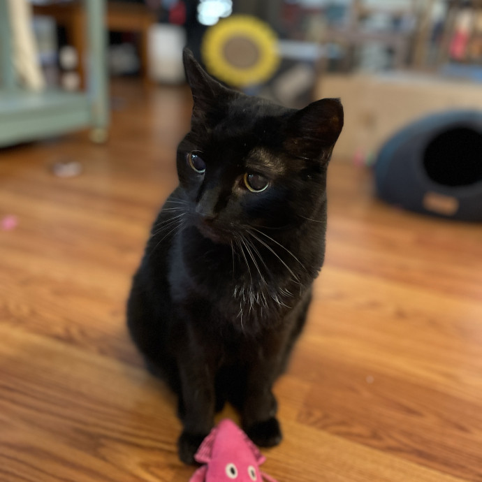 Cat Mother And Your Pet Sitter