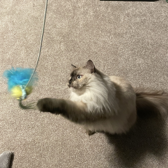 Cat Mother And Your Pet Sitter