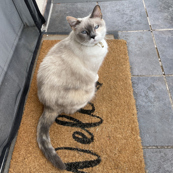Cat Mother And Your Pet Sitter