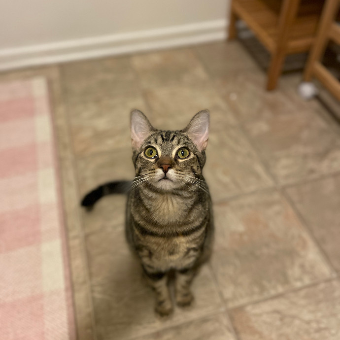 Cat Mother And Your Pet Sitter photo 3