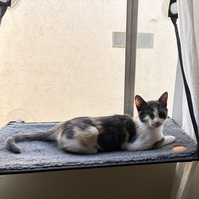 Cat Mother And Your Pet Sitter photo 2