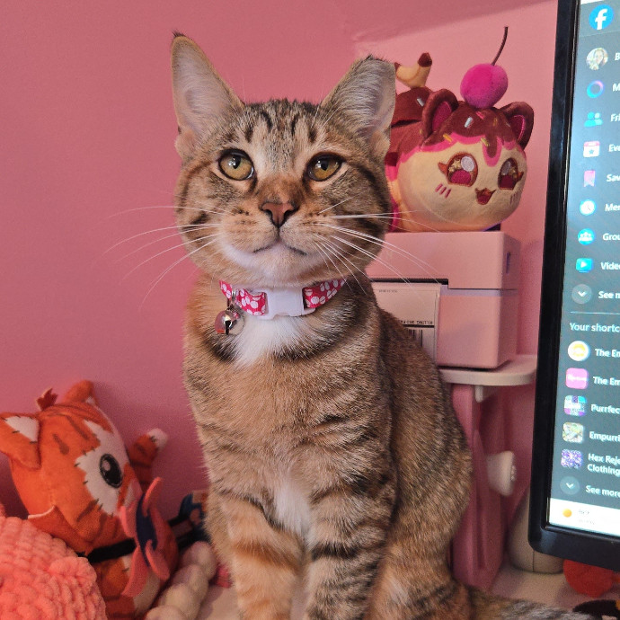 Looking For More Cats To Love