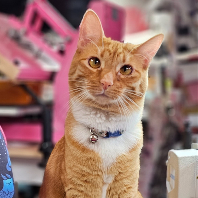 Looking For More Cats To Love