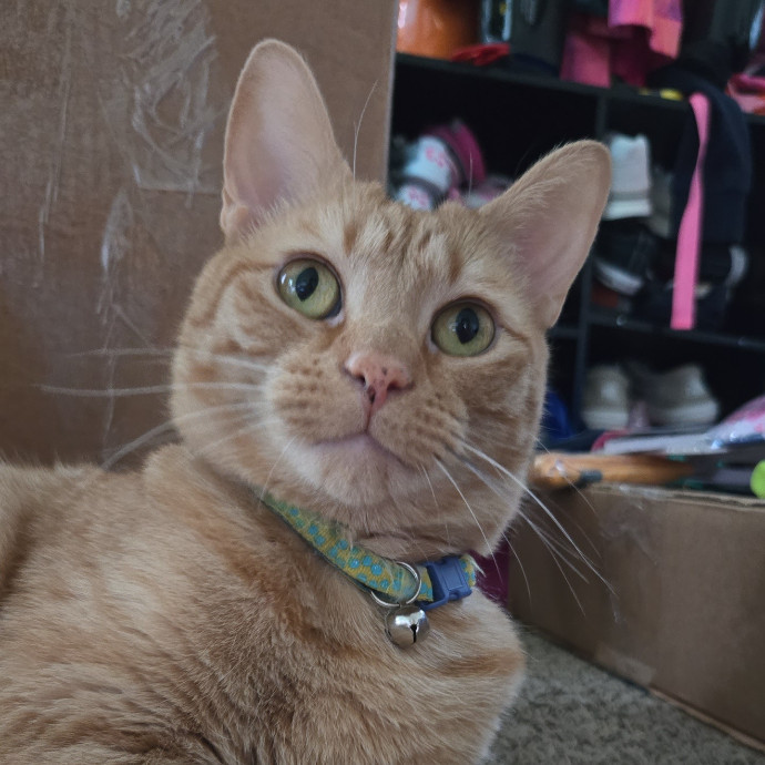 Looking For More Cats To Love