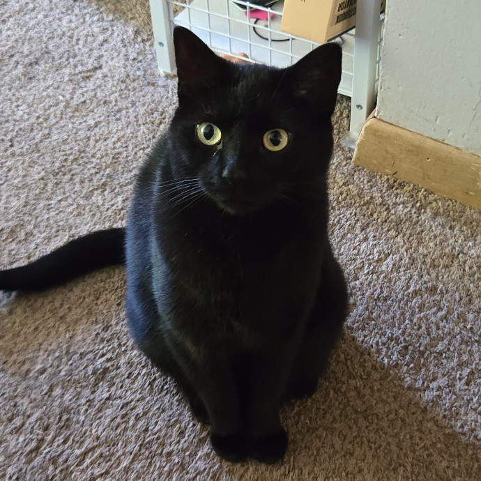 Looking For More Cats To Love photo 3