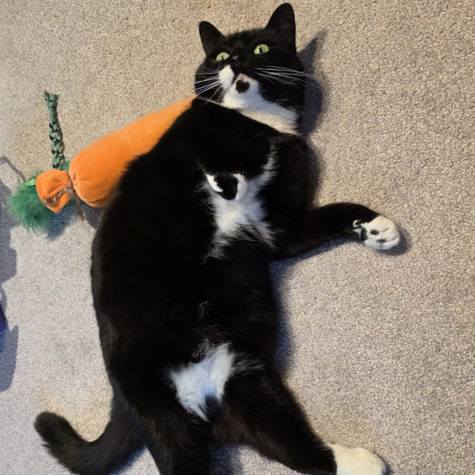 A Cat Mom And Former Vet Assistant