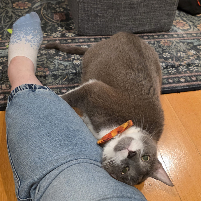 A Cat Mom And Former Vet Assistant