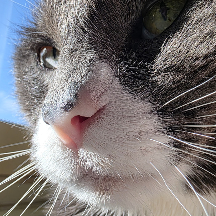 A Cat Mom And Former Vet Assistant