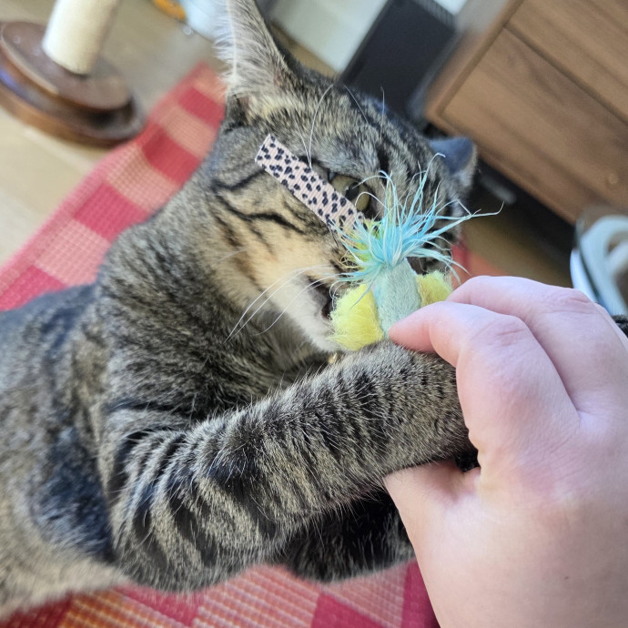 A Cat Mom And Former Vet Assistant