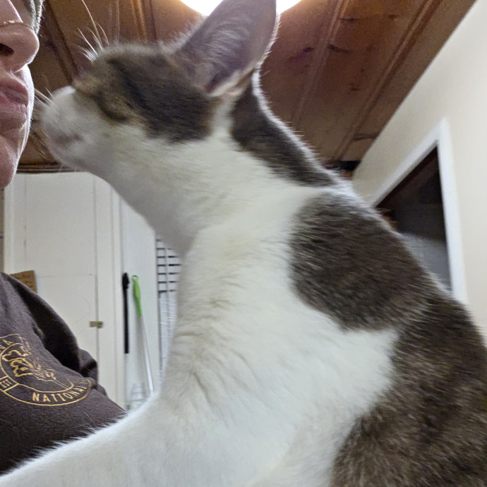 A Cat Mom And Former Vet Assistant