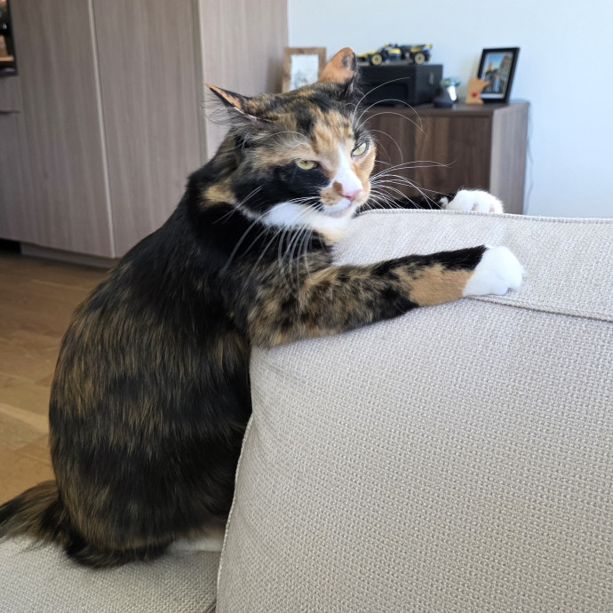 A Cat Mom And Former Vet Assistant