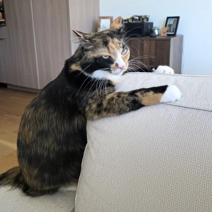 A Cat Mom And Former Vet Assistant