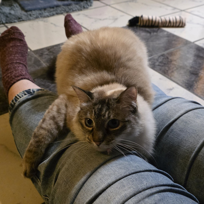 A Cat Mom And Former Vet Assistant