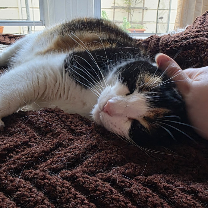 A Cat Mom And Former Vet Assistant photo 3
