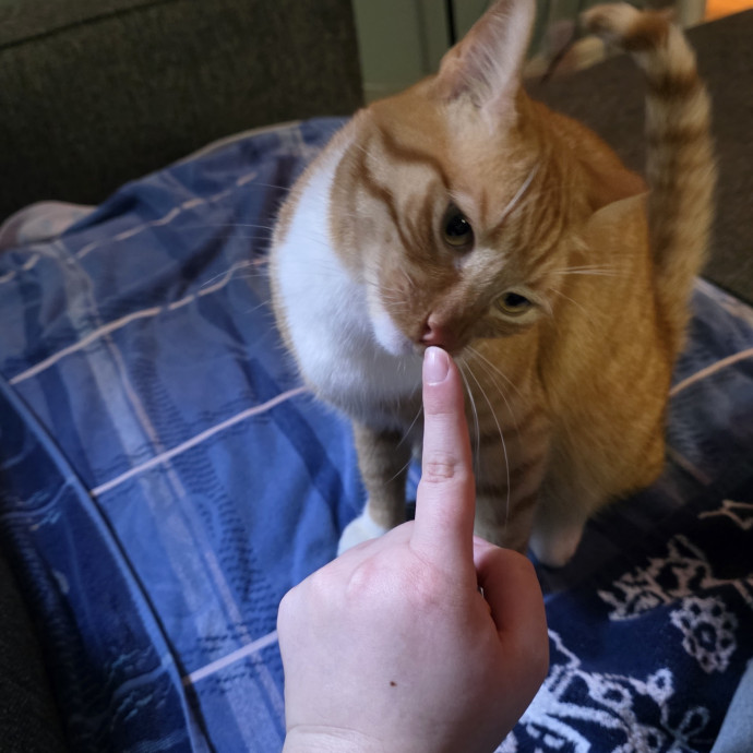 A Cat Mom And Former Vet Assistant photo 2