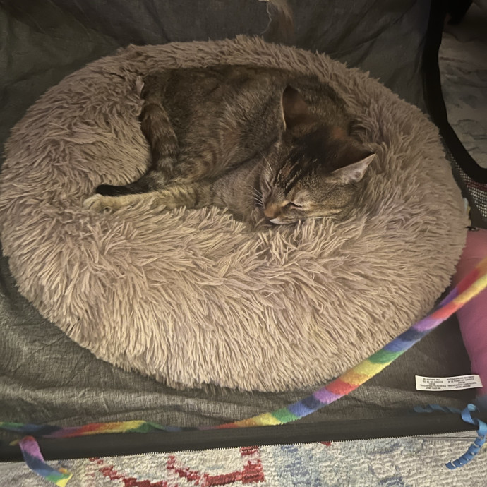 Your Cats Favorite New Sitter