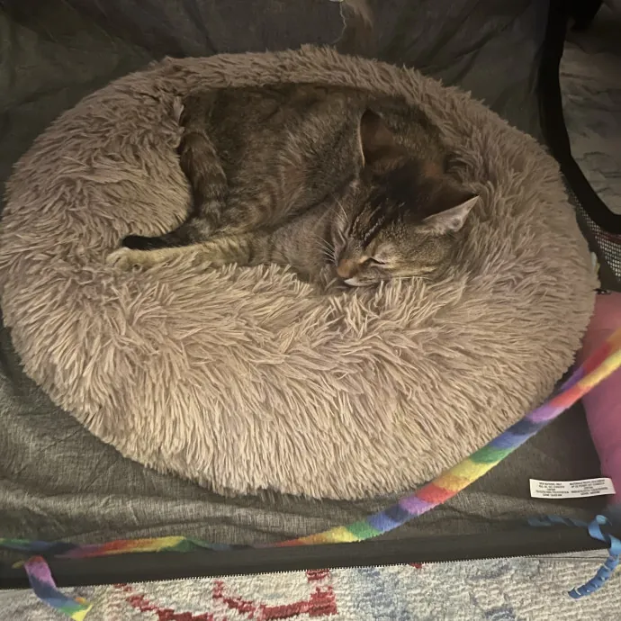 Your Cats Favorite New Sitter