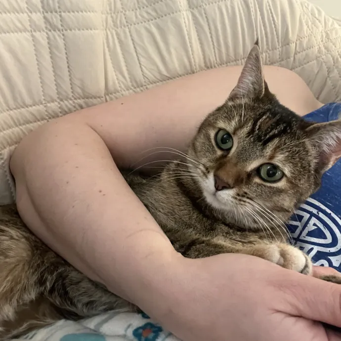 Your Cats Favorite New Sitter