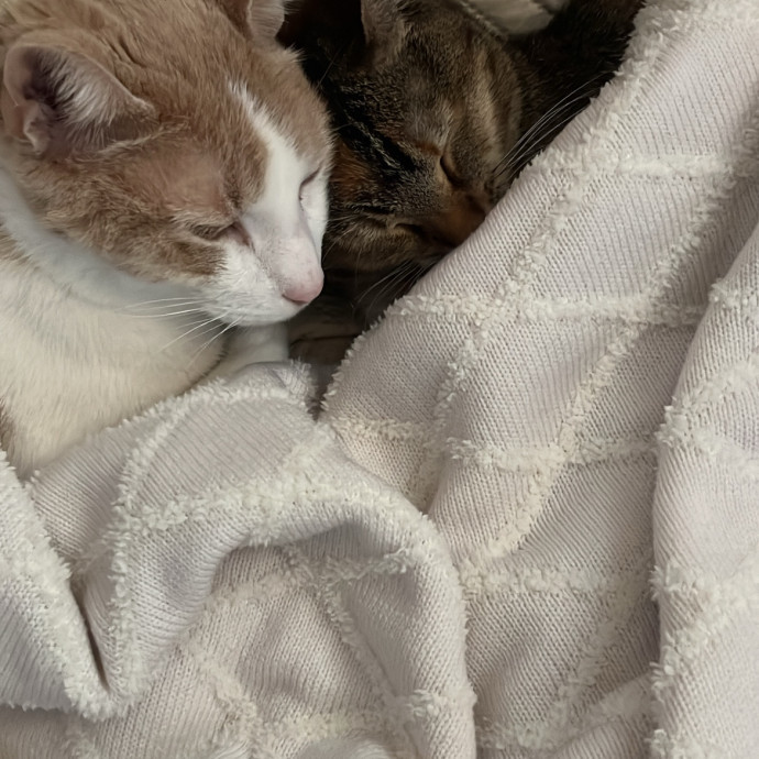 Your Cats Favorite New Sitter