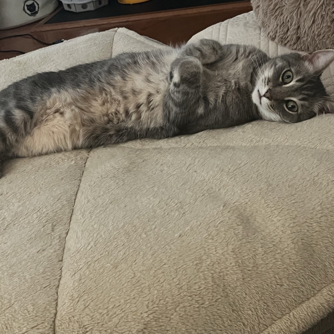 Your Cats Favorite New Sitter