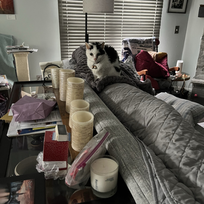 Your Cats Favorite New Sitter