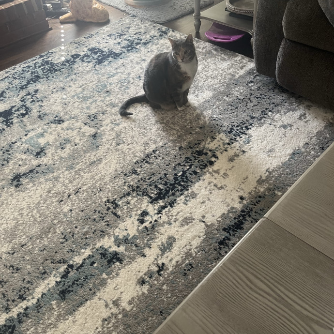Your Cats Favorite New Sitter photo 2