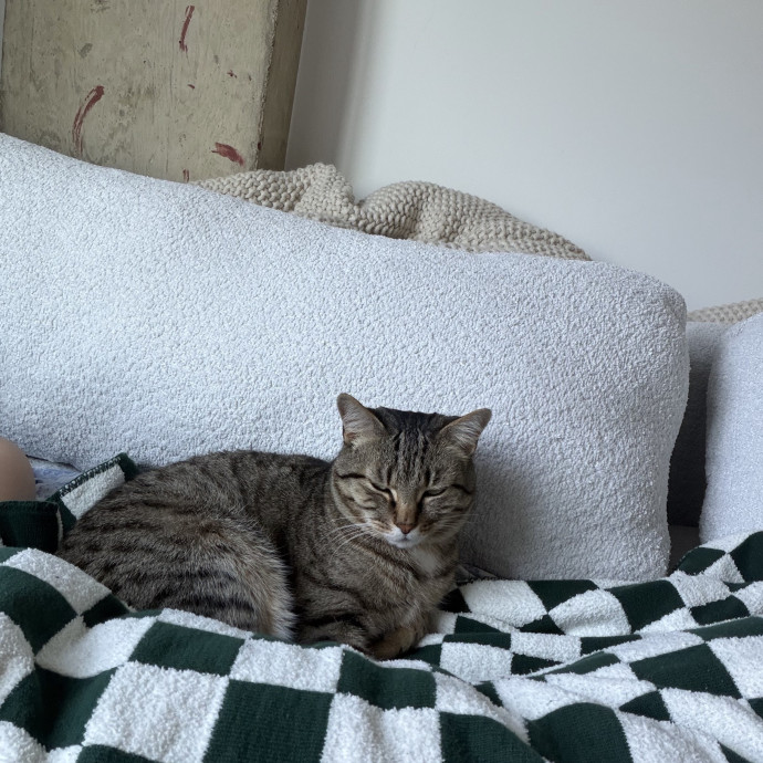 Proud Cat Mom  Lover Of Cats photo 2
