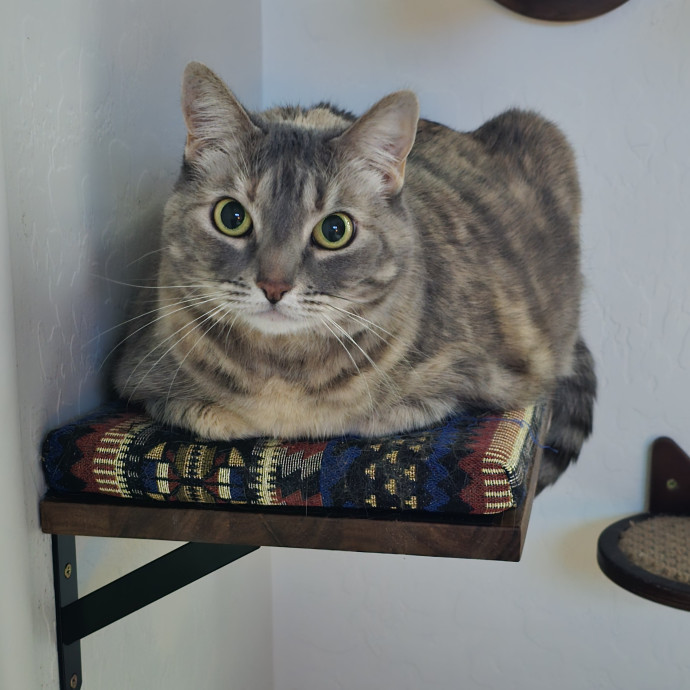 Alyssa's Purrrrfect Cat Sitting