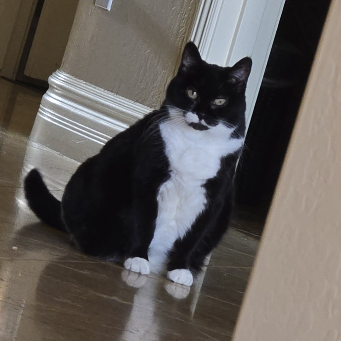 Alyssa's Purrrrfect Cat Sitting