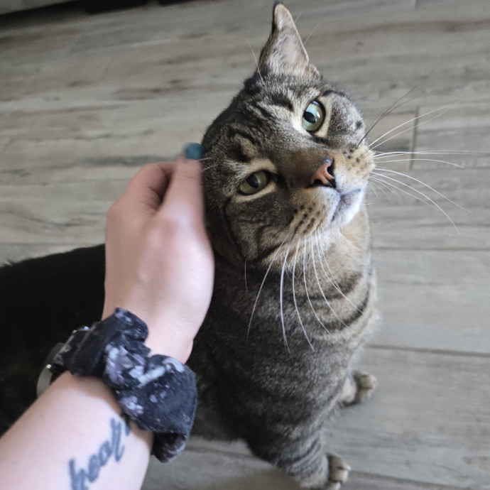 Alyssa's Purrrrfect Cat Sitting