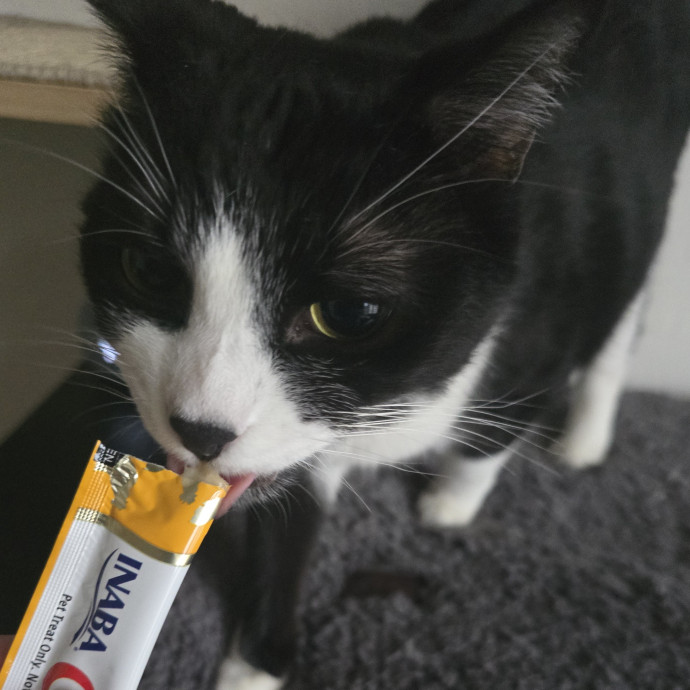 Alyssa's Purrrrfect Cat Sitting