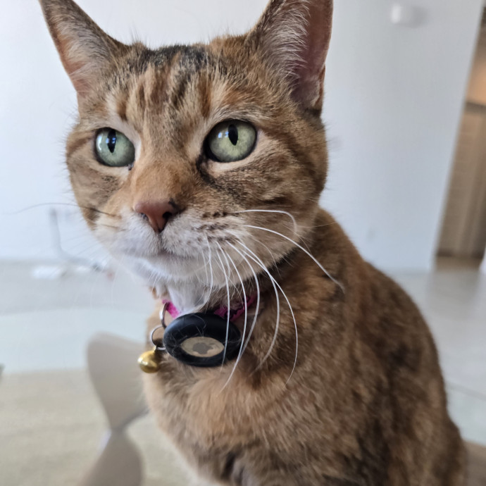 Alyssa's Purrrrfect Cat Sitting