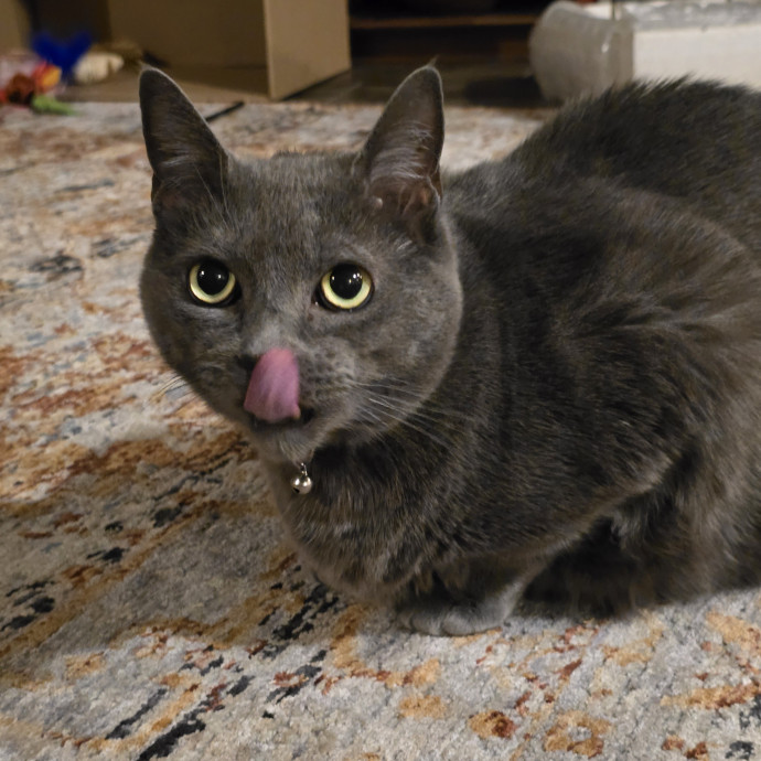 Alyssa's Purrrrfect Cat Sitting photo 3
