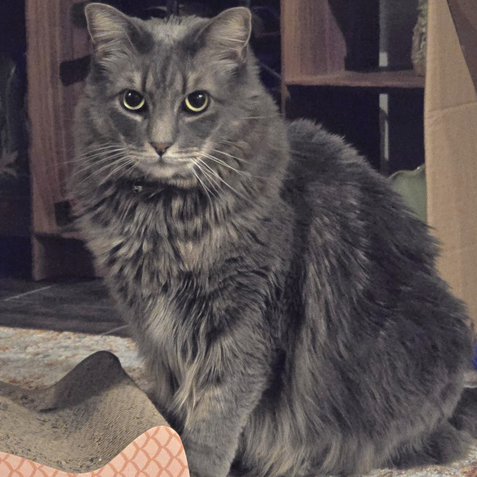 Alyssa's Purrrrfect Cat Sitting photo 2