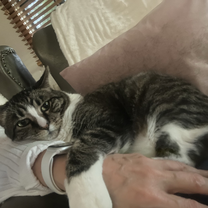 Cat Care  Sitting photo 2