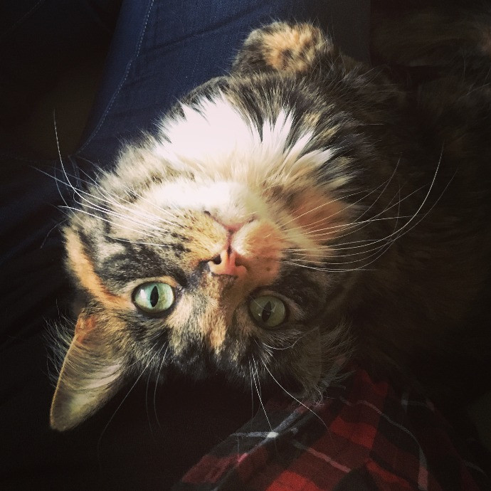 Lifelong Cat Mom To Care For Your Baby