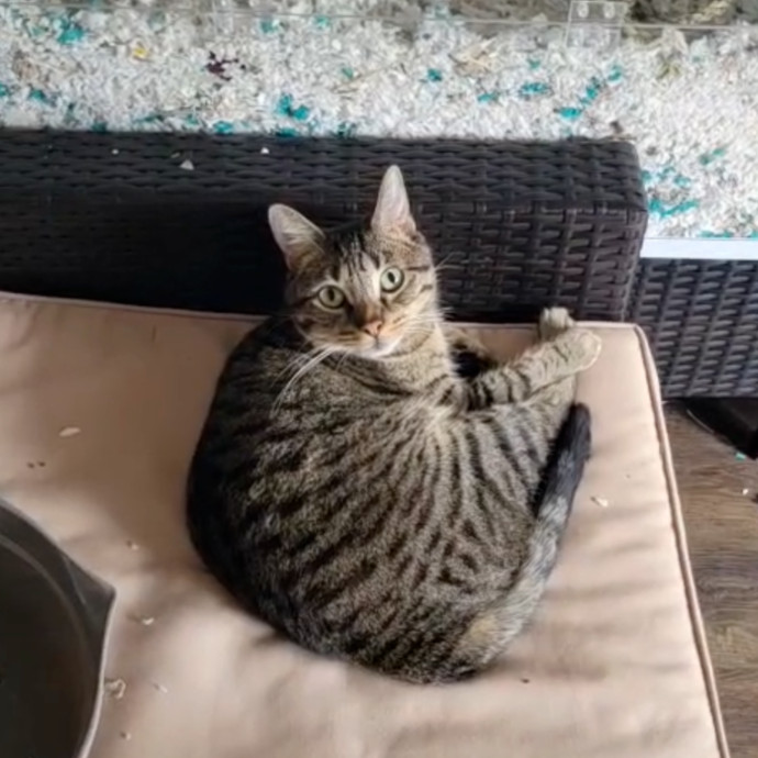 Lifelong Cat Mom To Care For Your Baby