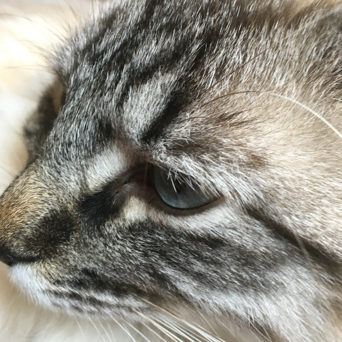 Lifelong Cat Mom To Care For Your Baby