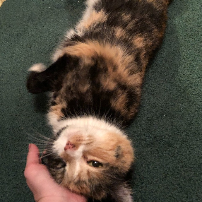 Lifelong Cat Mom To Care For Your Baby