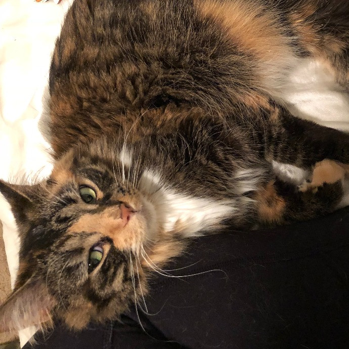 Lifelong Cat Mom To Care For Your Baby