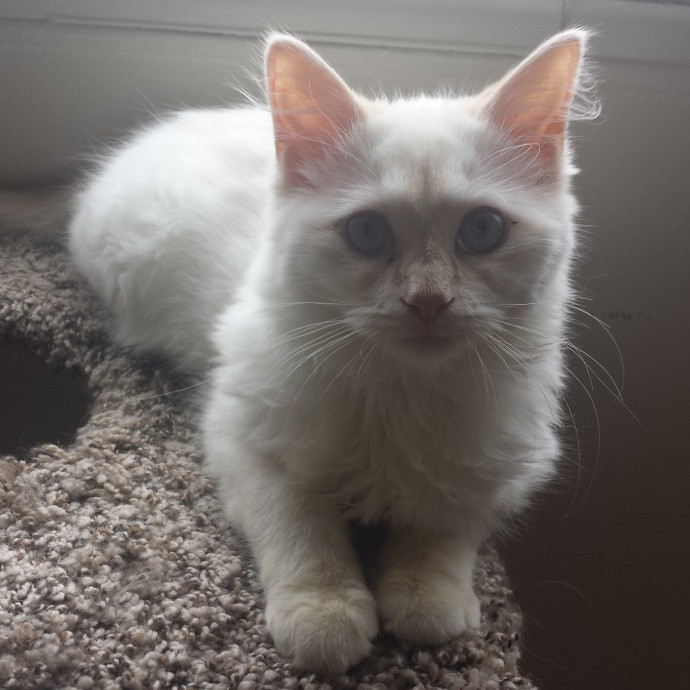 Lifelong Cat Mom To Care For Your Baby