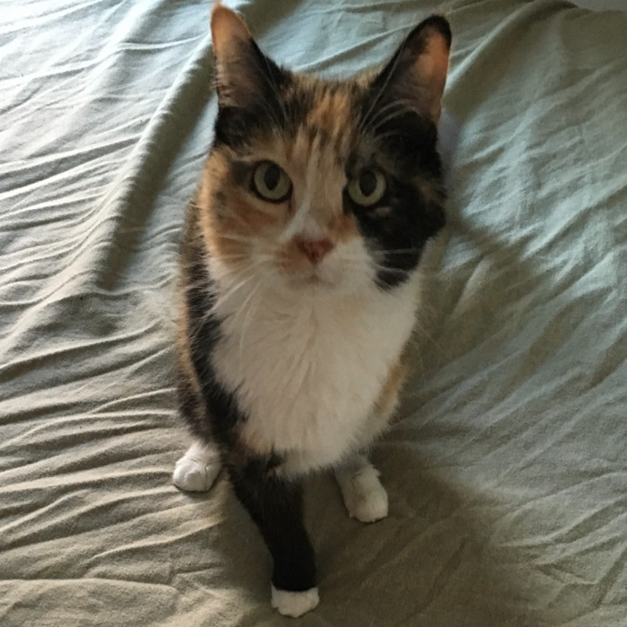 Lifelong Cat Mom To Care For Your Baby