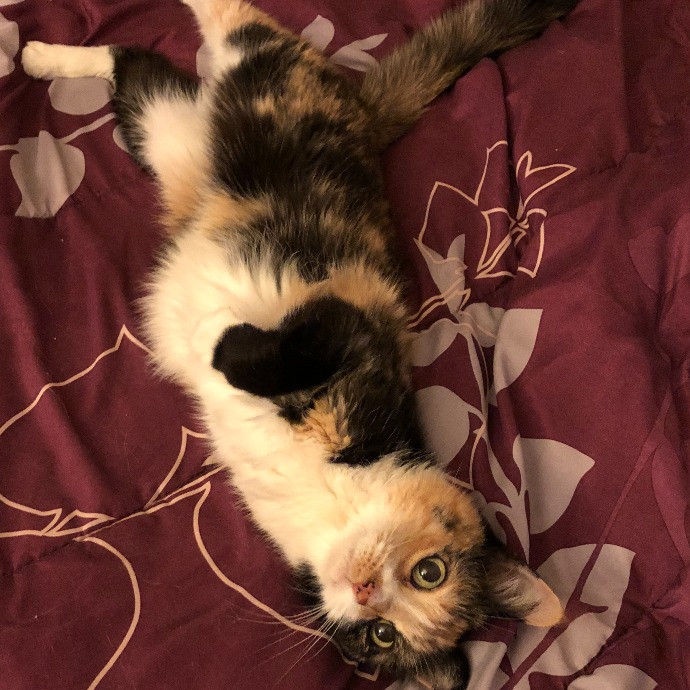 Lifelong Cat Mom To Care For Your Baby