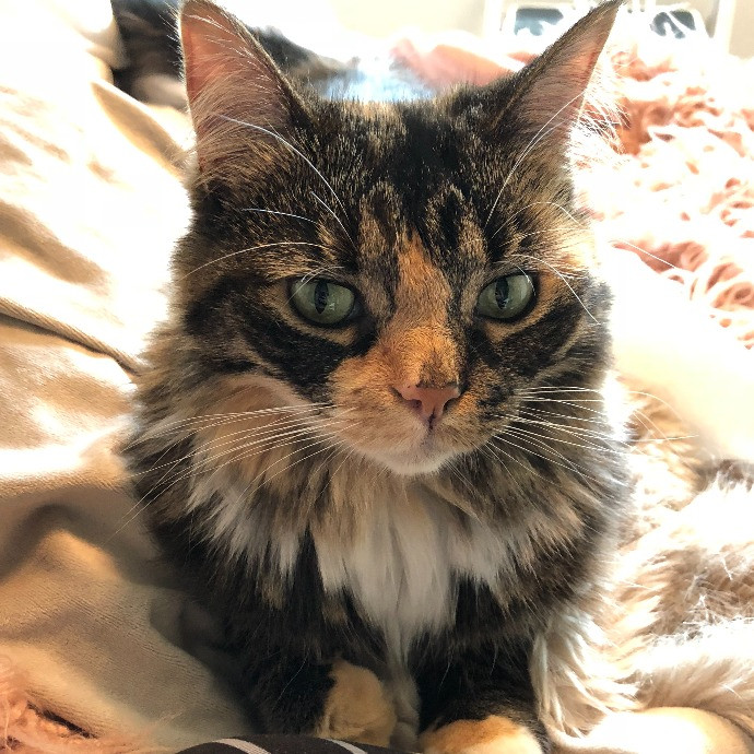 Lifelong Cat Mom To Care For Your Baby