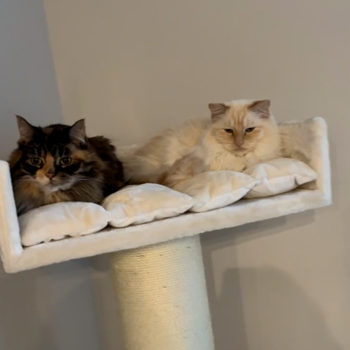 Lifelong Cat Mom To Care For Your Baby