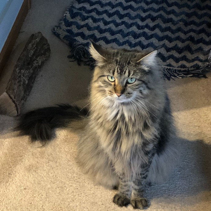 Lifelong Cat Mom To Care For Your Baby