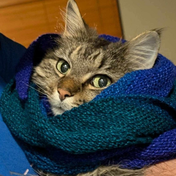Lifelong Cat Mom To Care For Your Baby