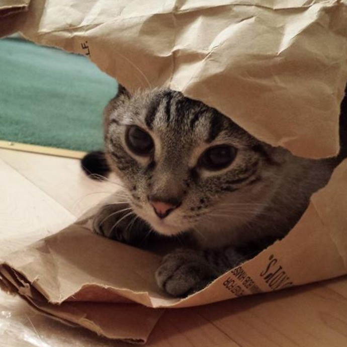 Lifelong Cat Mom To Care For Your Baby