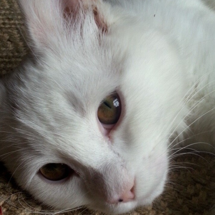 Lifelong Cat Mom To Care For Your Baby